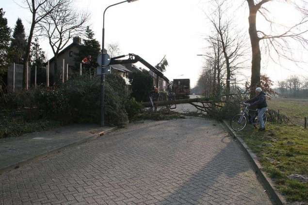 Rooien van bomen in Nijmgen, wij hebben hier een strook groen op geruimd. waar onder andere een ceder en coniferenin stonden